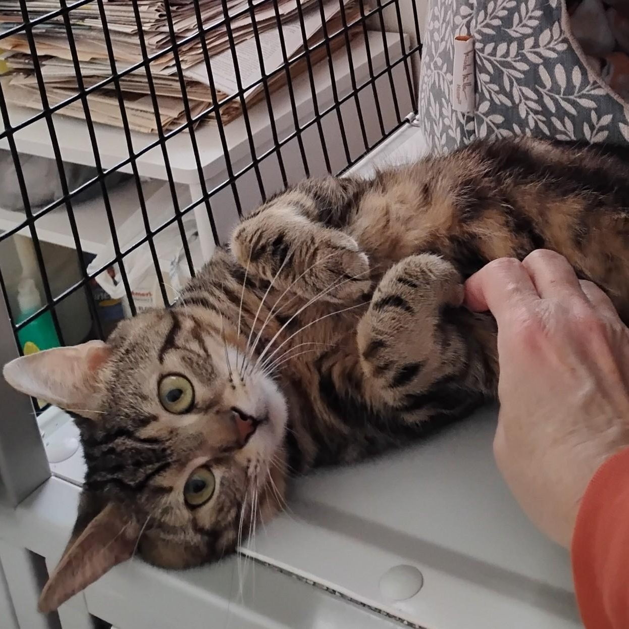 Enlarge Mac, a ADOPTABLE Domestic Short Hair in Dillsburg, PA image 3/6