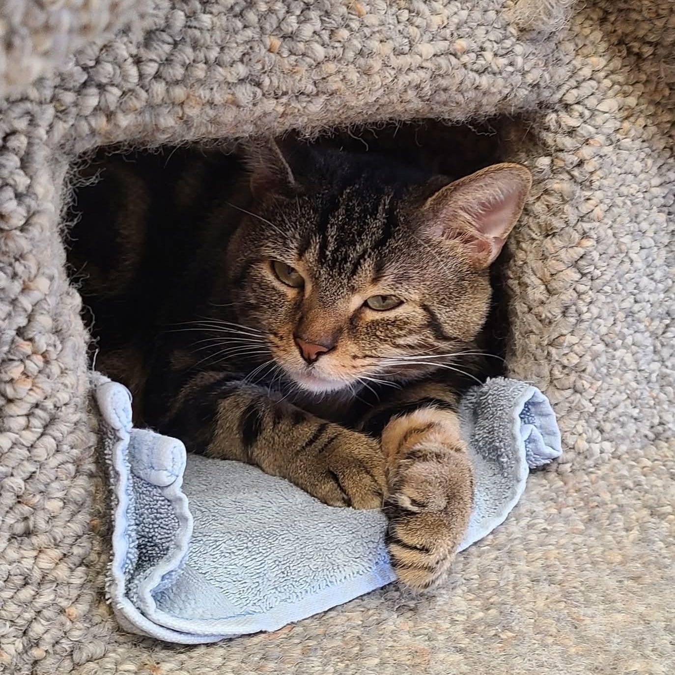 Enlarge Mac, a ADOPTABLE Domestic Short Hair in Dillsburg, PA image 6/6