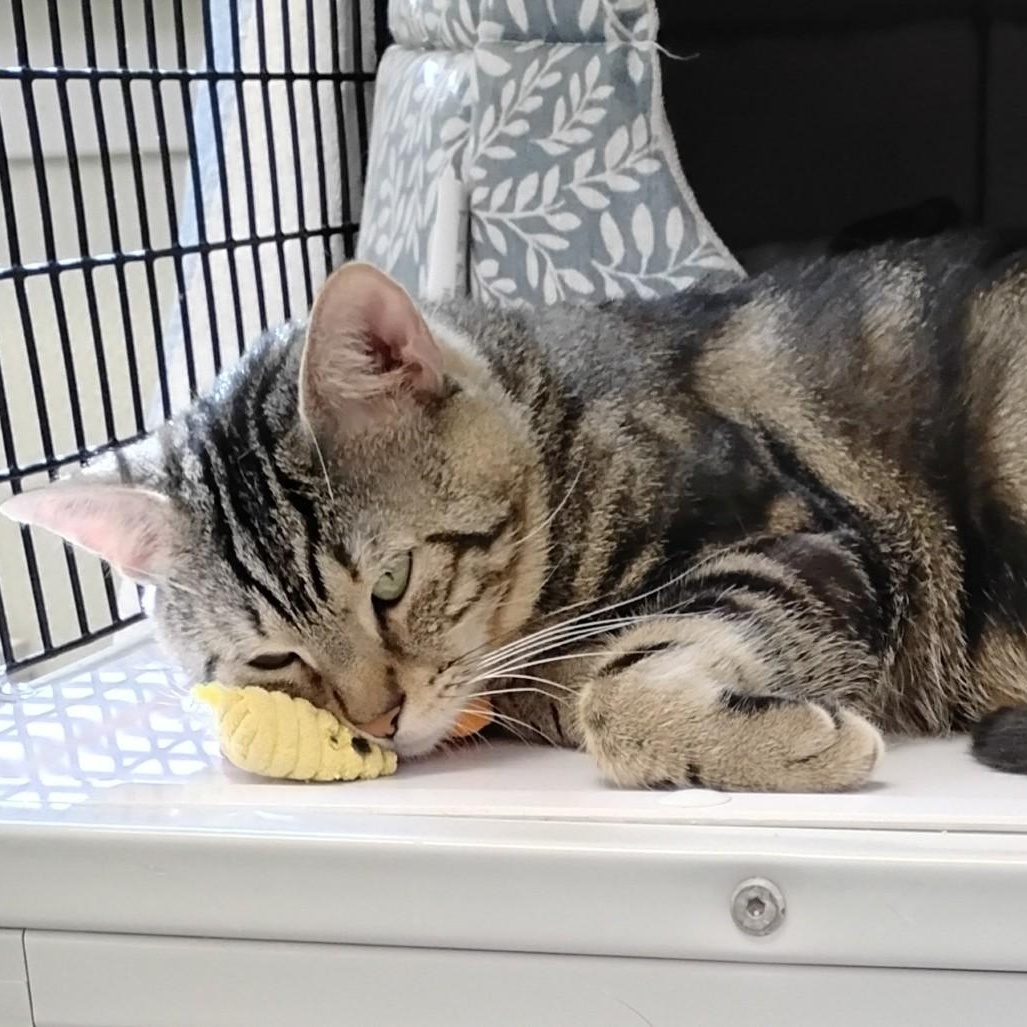 Enlarge Mac, a ADOPTABLE Domestic Short Hair in Dillsburg, PA image 5/6