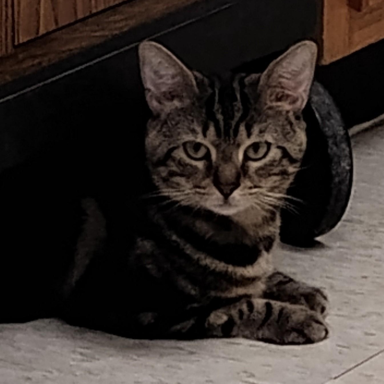 Enlarge Mac, a ADOPTABLE Domestic Short Hair in Dillsburg, PA image 4/6