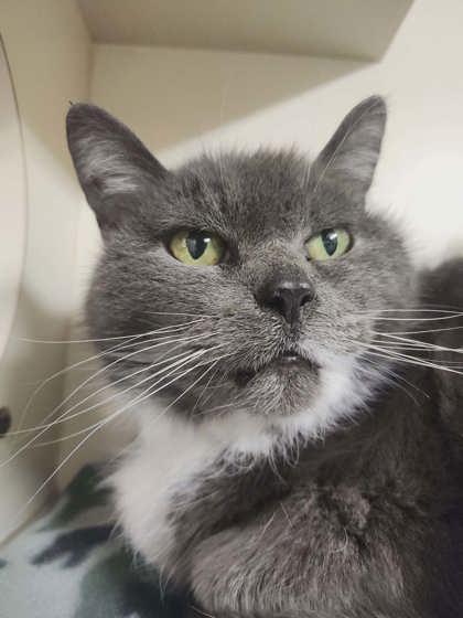 Misty, Adoptable, Adult Female Domestic Short Hair & Domestic Short Hair.