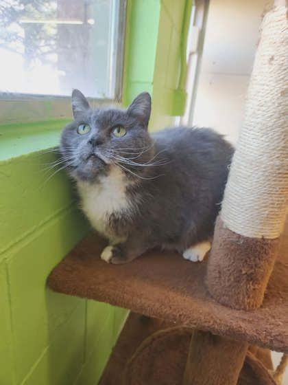 Enlarge Misty, a Adoptable mixed breed in Scottsbluff, NE image 2/3