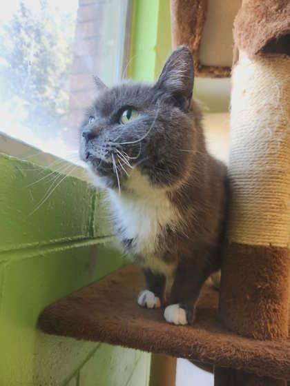 Enlarge Misty, a Adoptable mixed breed in Scottsbluff, NE image 3/3