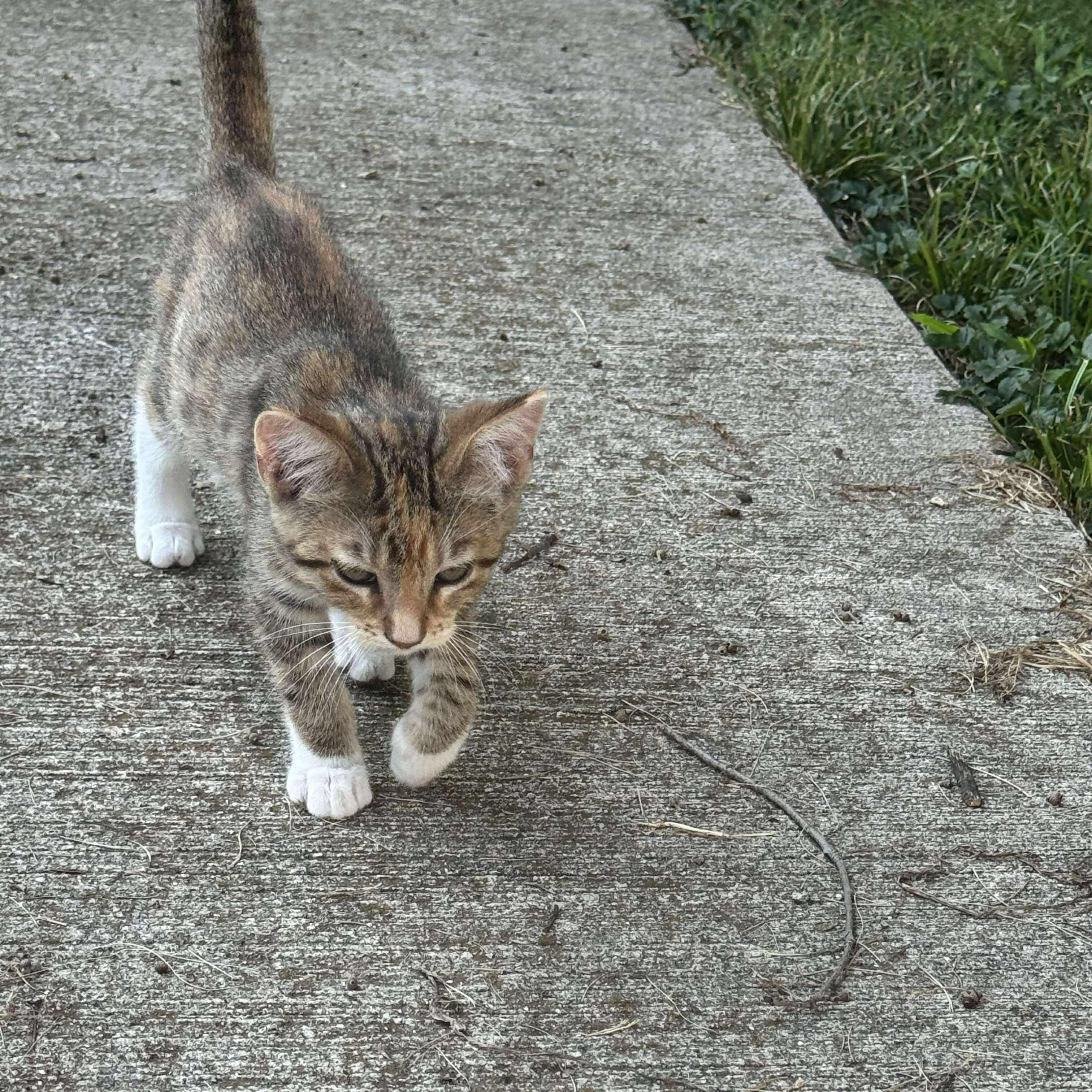 Ruby photo 2