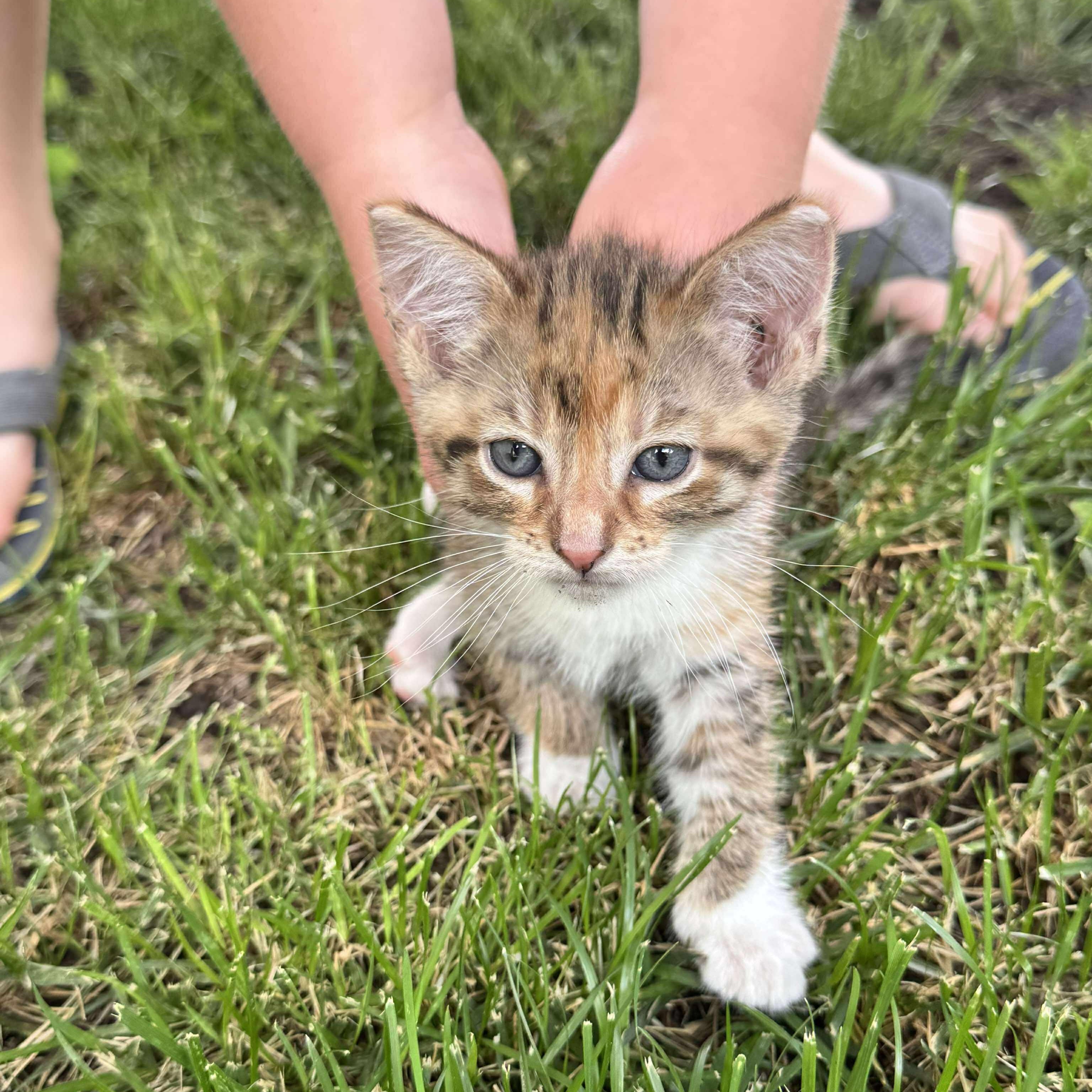 Ruby, Baby Female unknown
