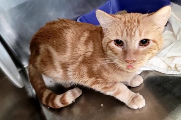 Honeydew, Adoptable, Young Male Domestic Short Hair.