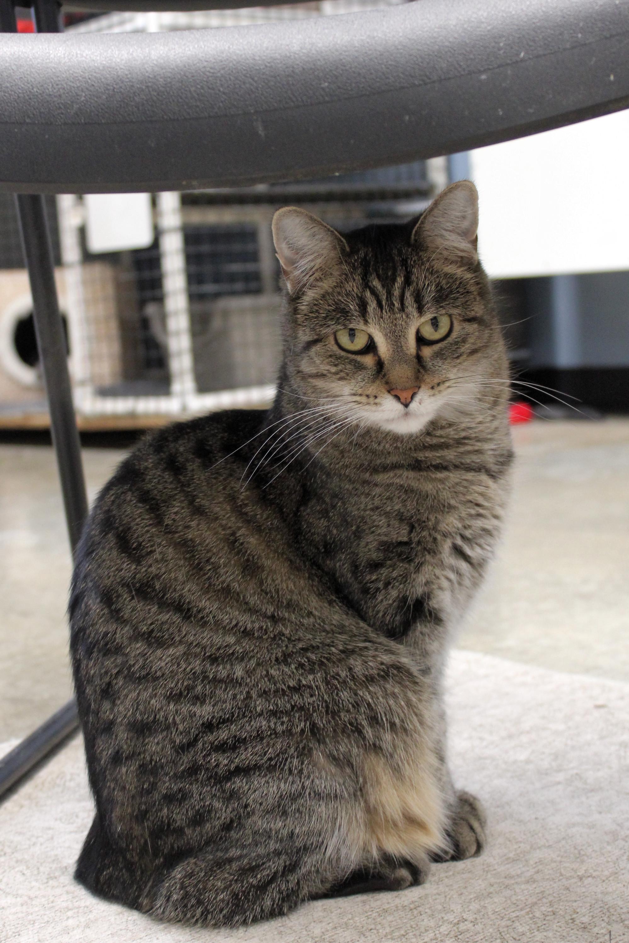 Chaz, an adoptable Domestic Short Hair, Tiger in Urbana, OH, 43078 | Photo Image 3