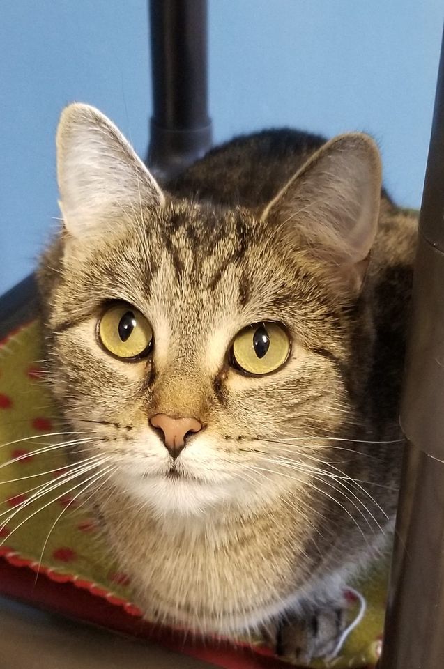 Chaz, a Adoptable mixed breed in Urbana, OH image 6/6