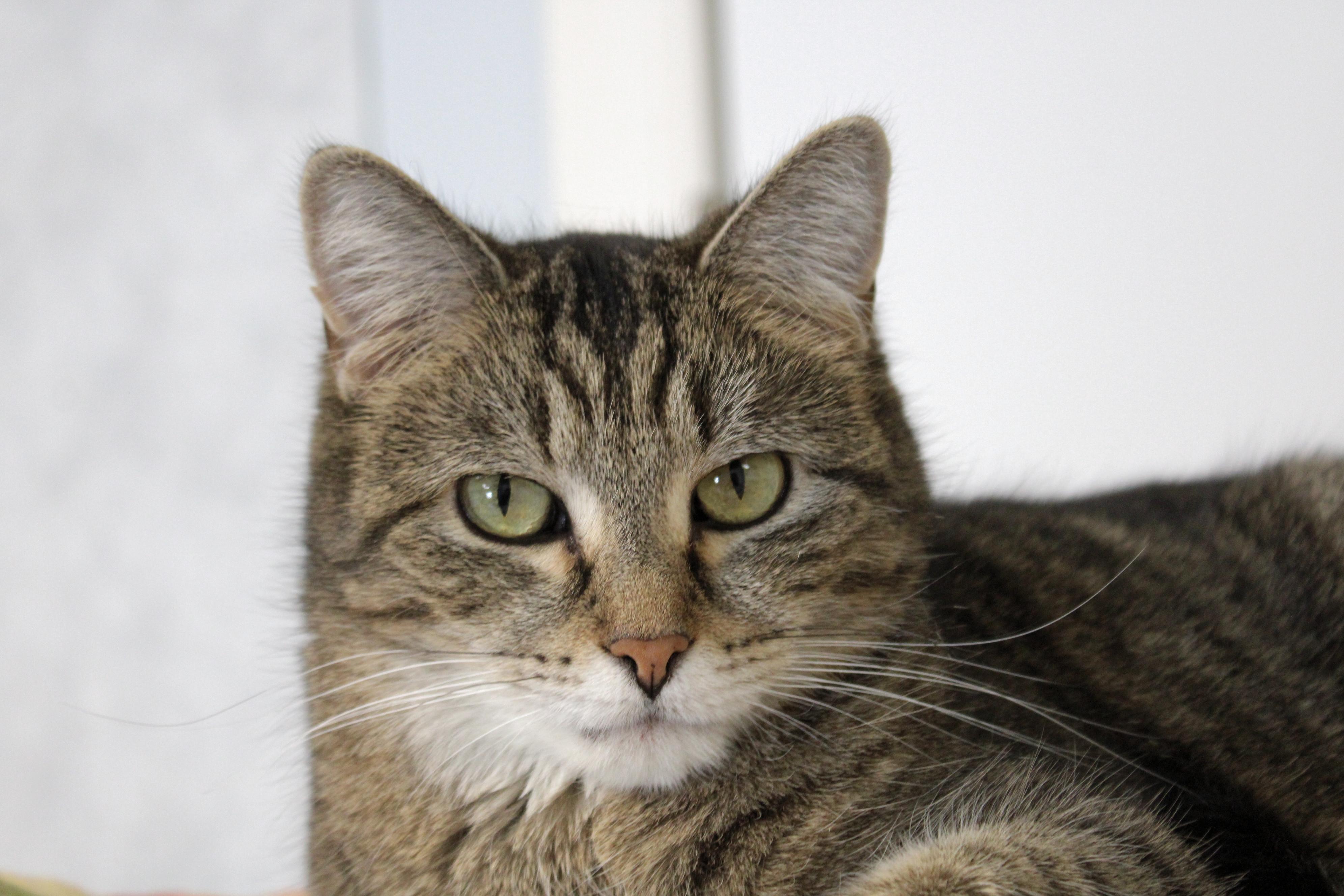 Chaz, a Adoptable mixed breed in Urbana, OH image 4/6