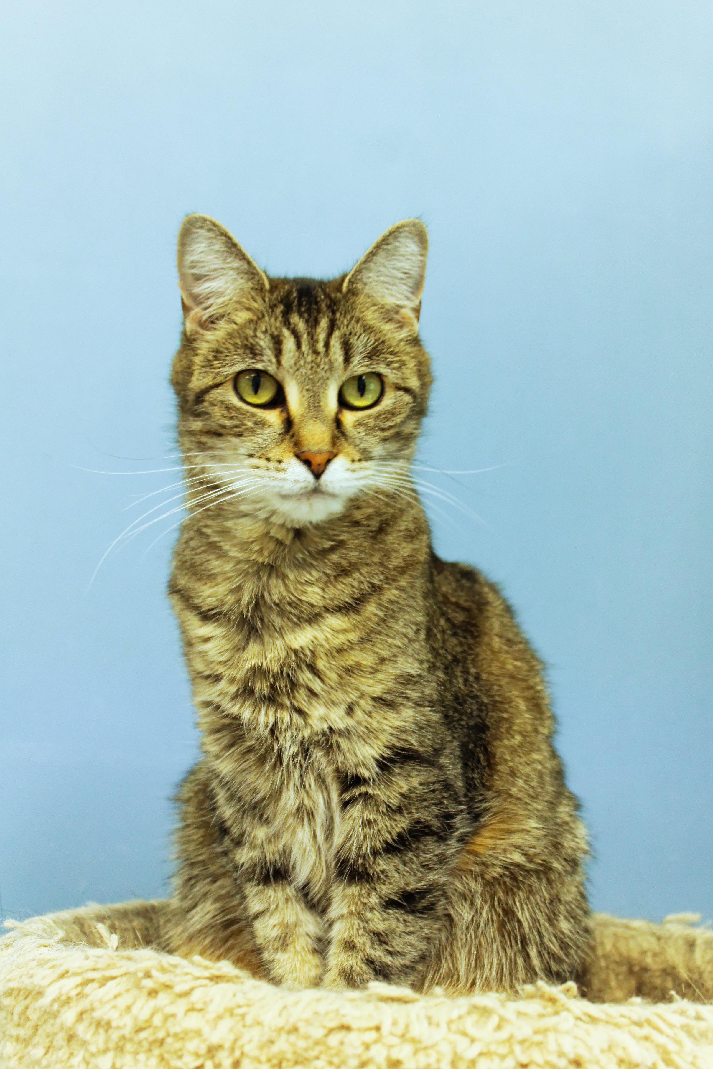 Enlarge Chaz, a Adoptable mixed breed in Urbana, OH image 1/6