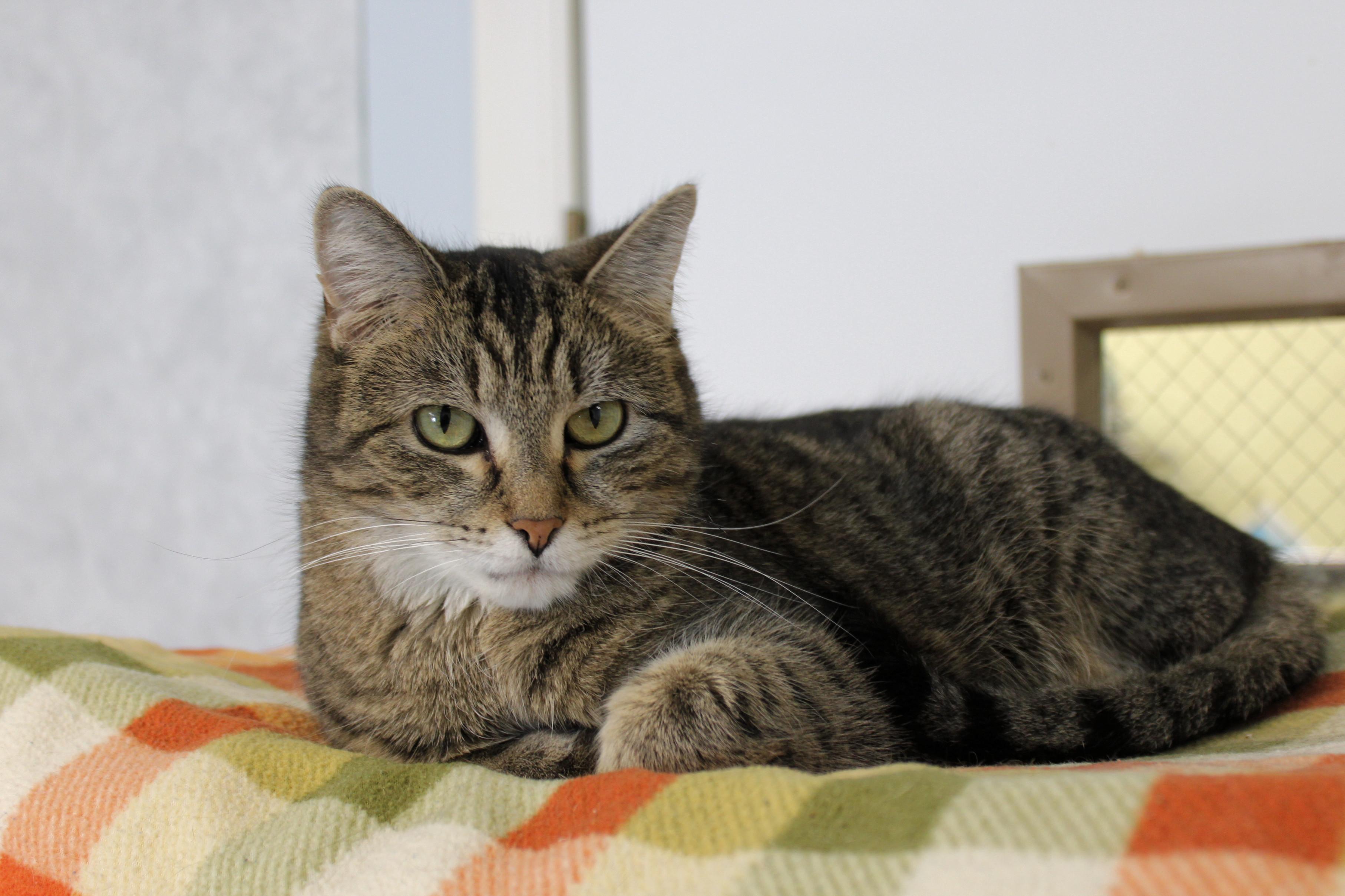 Chaz, an adoptable Domestic Short Hair, Tiger in Urbana, OH, 43078 | Photo Image 5