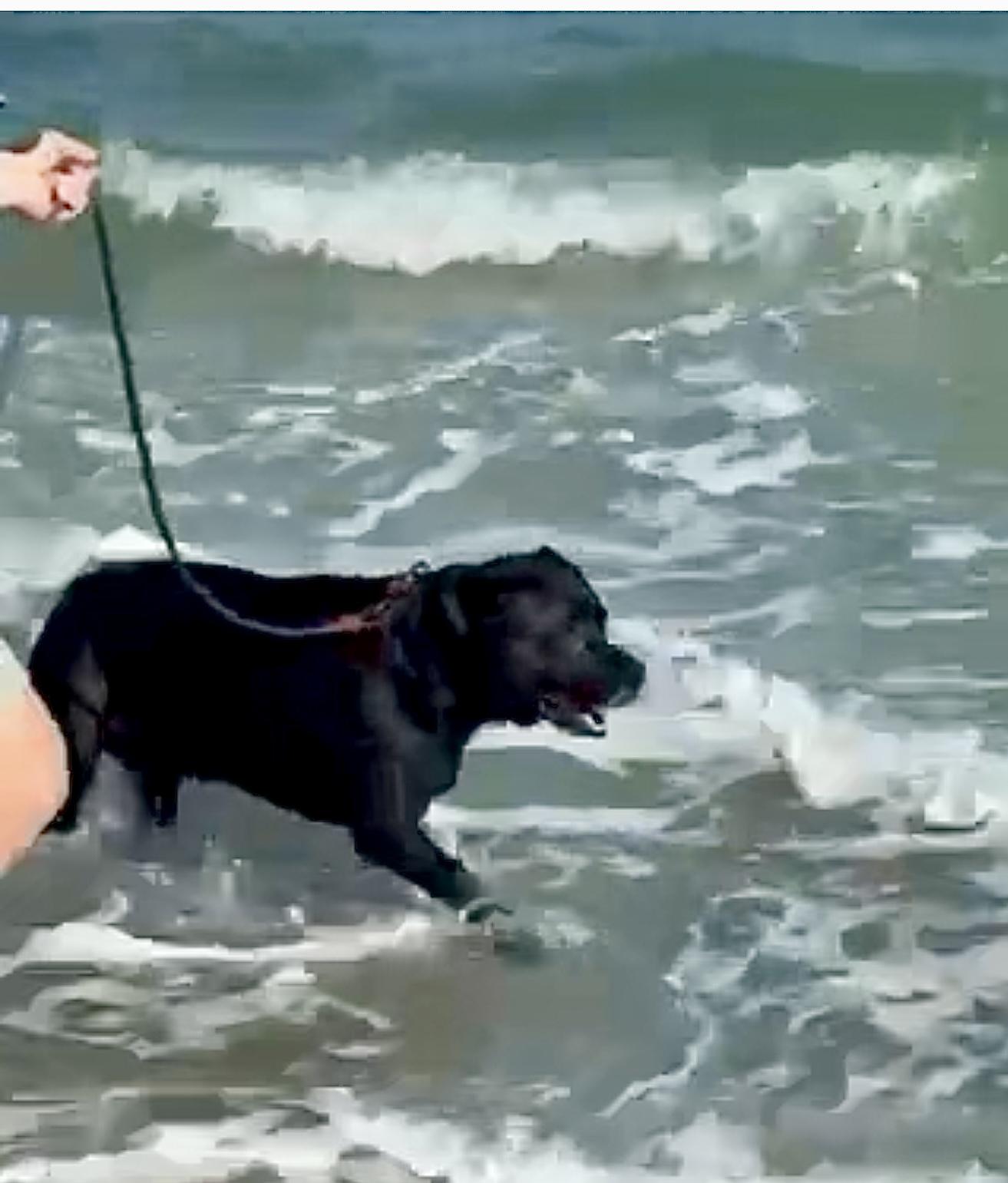 Sergei, a Adoptable mixed breed image 4/5