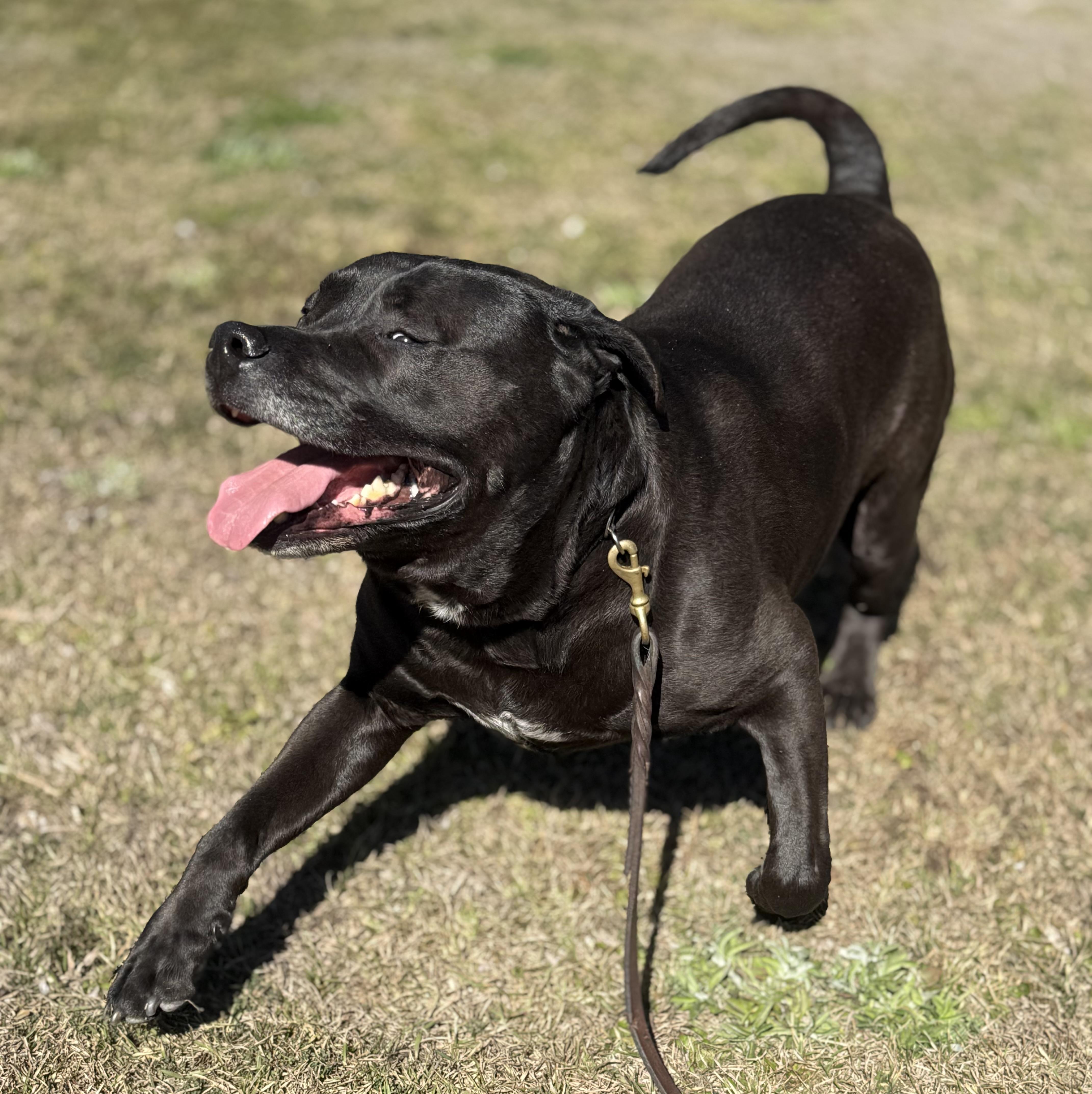 Sergei, a Adoptable mixed breed image 2/5