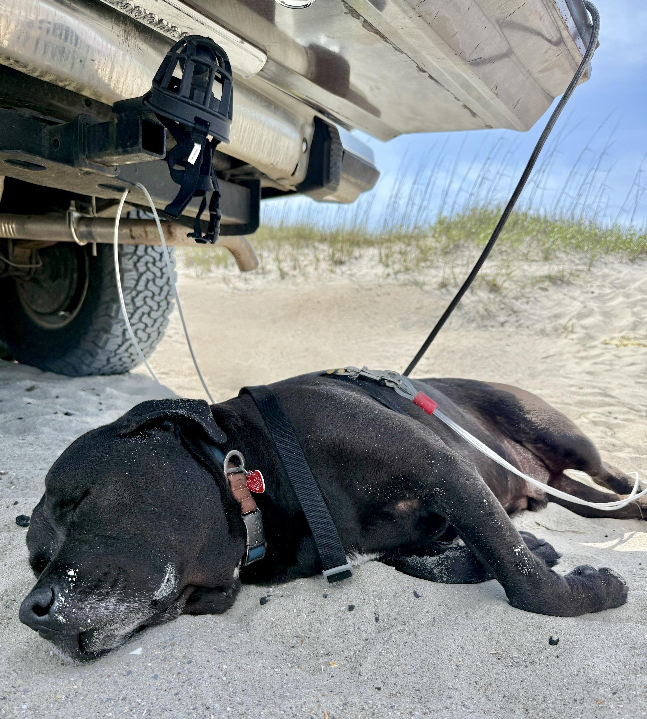 Sergei, a Adoptable mixed breed image 3/5