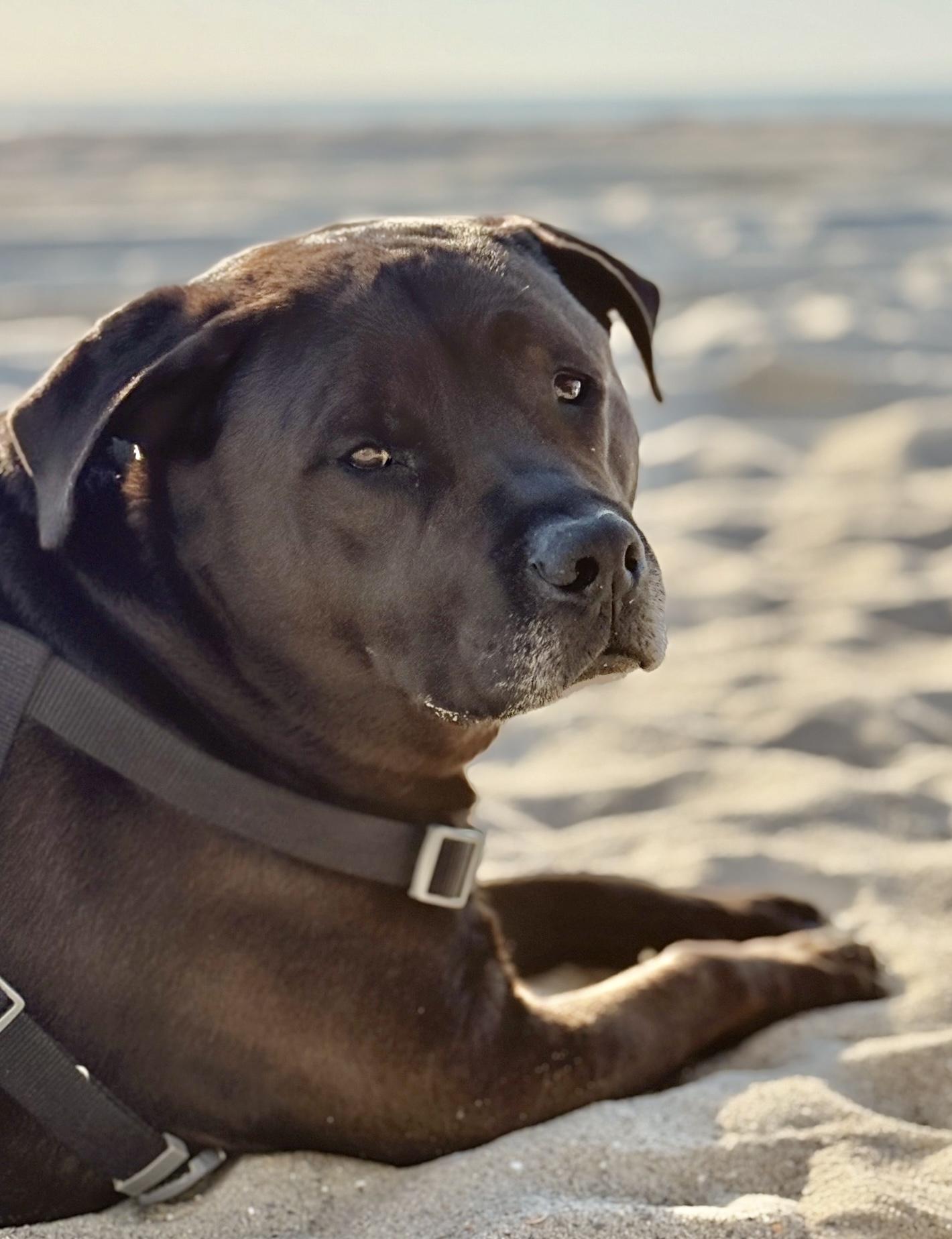 Sergei, a Adoptable mixed breed image 1/5