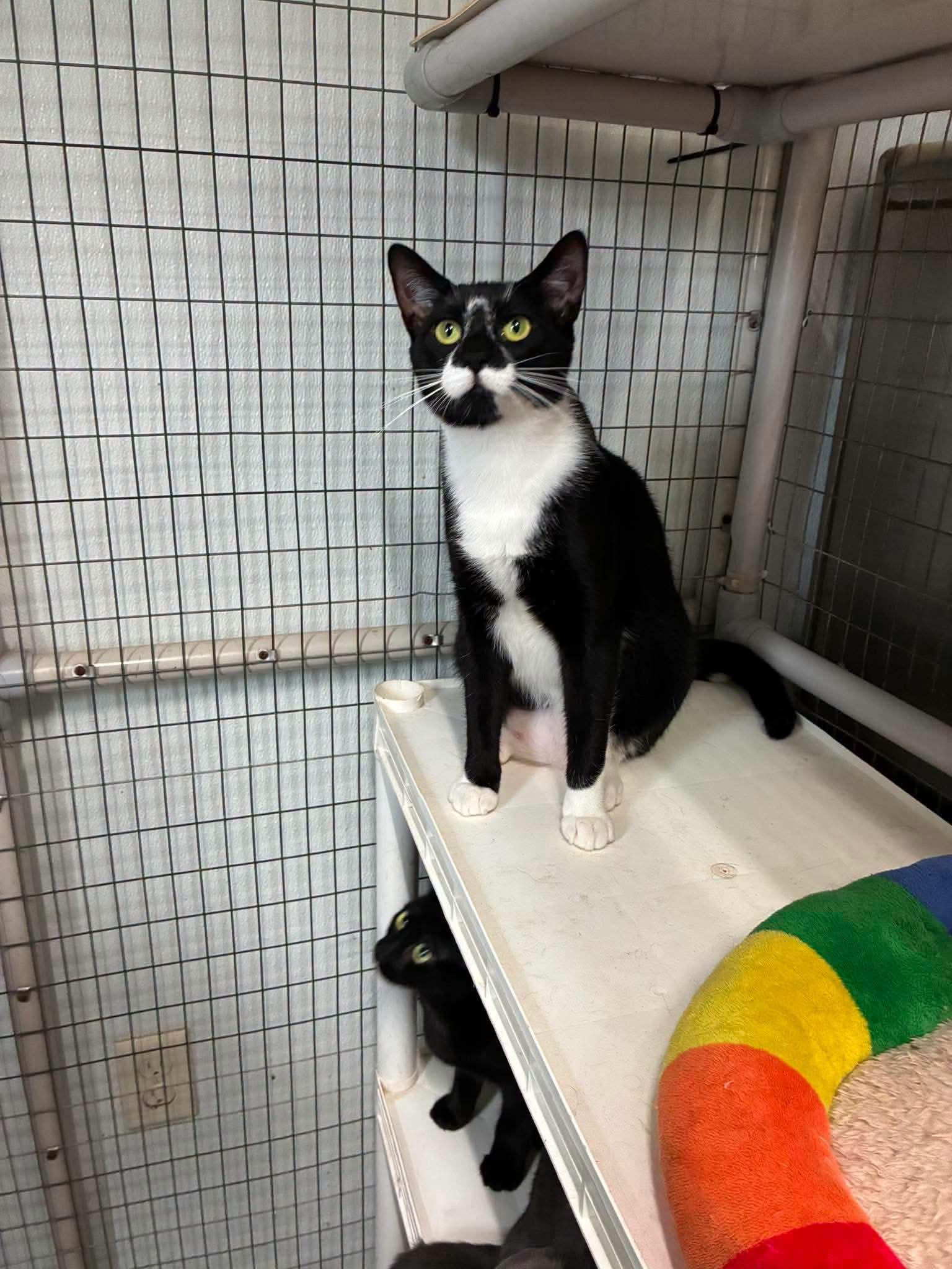 Enlarge Outlaws - Purrjury (Diva Bapper), a Adoptable Domestic Short Hair in Lake Hopatcong, NJ image 6/6