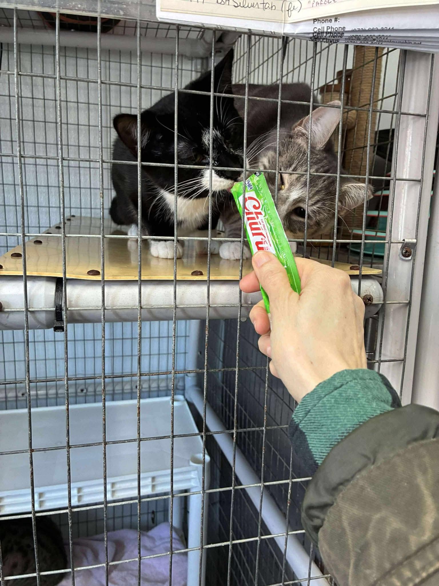 Enlarge Outlaws - Purrjury (Diva Bapper), a Adoptable Domestic Short Hair in Lake Hopatcong, NJ image 3/6