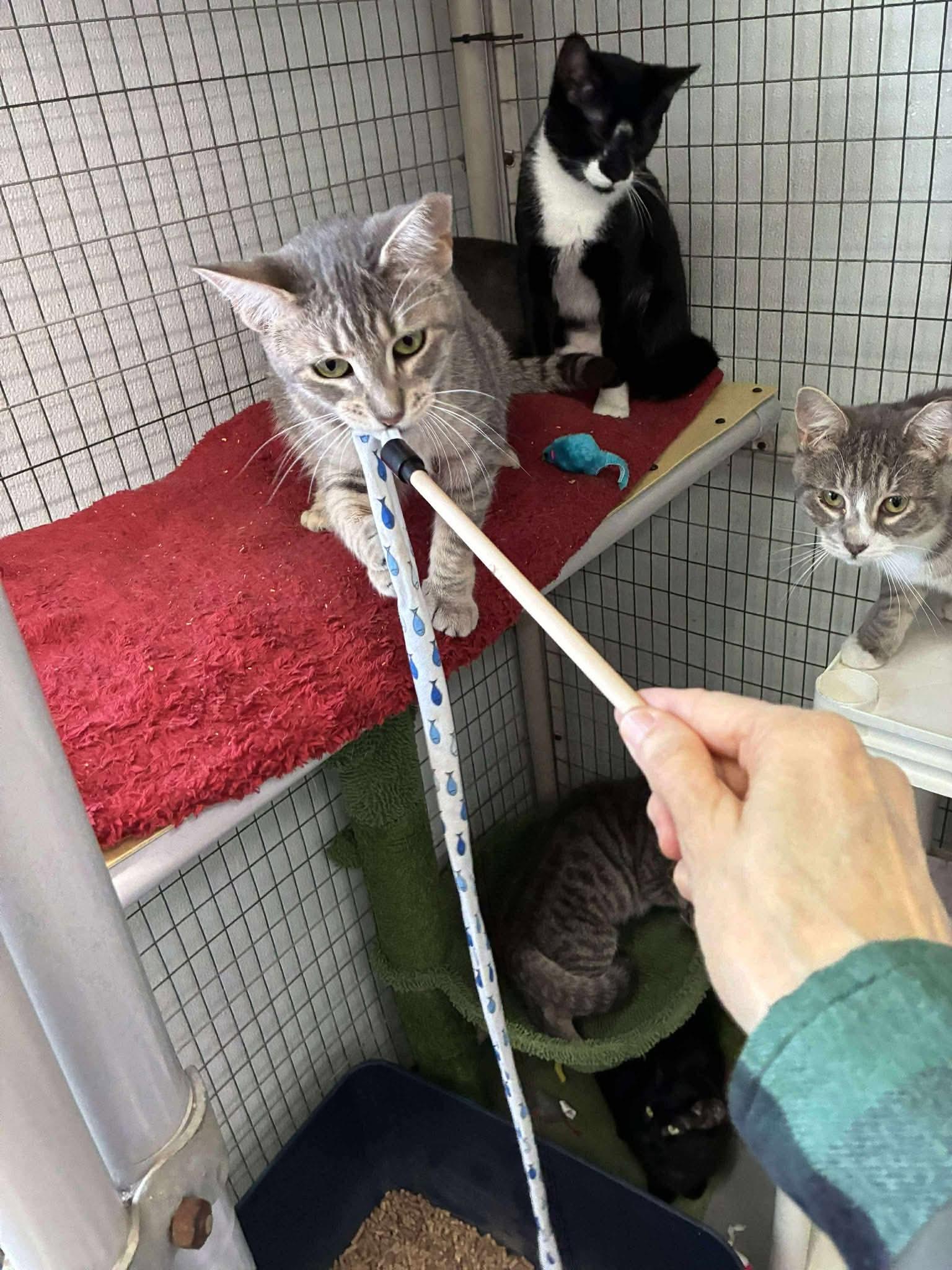 Enlarge Outlaws - Purrjury (Diva Bapper), a Adoptable Domestic Short Hair in Lake Hopatcong, NJ image 5/6