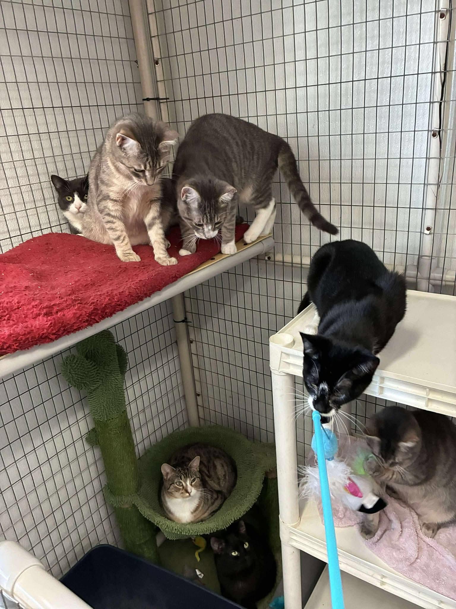 Enlarge Outlaws - Purrjury (Diva Bapper), a Adoptable Domestic Short Hair in Lake Hopatcong, NJ image 4/6