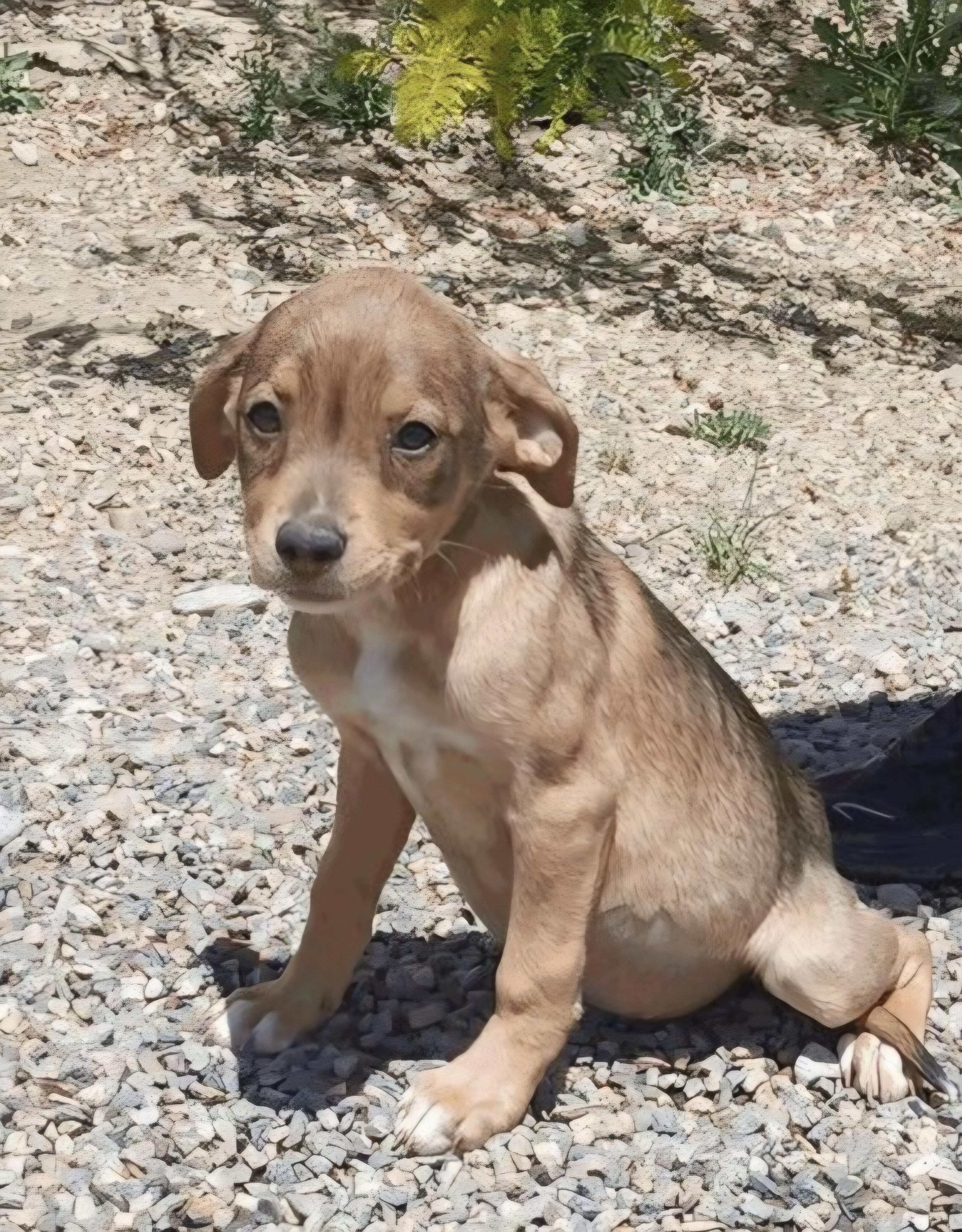 Enlarge Capella, an adopted mixed breed in Salt Lake City, UT image 1/1