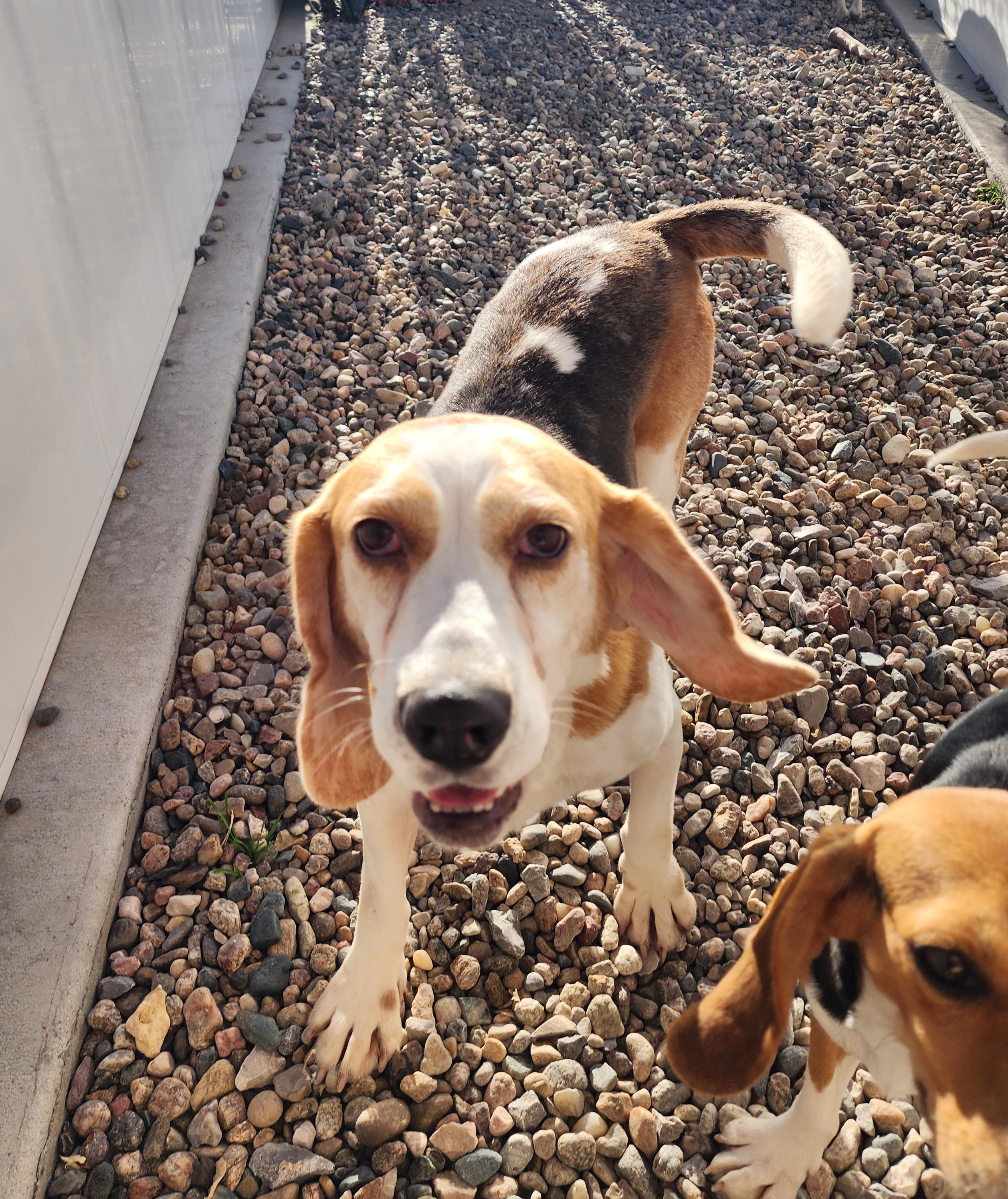 Hozier, an adoptable Beagle in Hartville, WY, 82215 | Photo Image 1