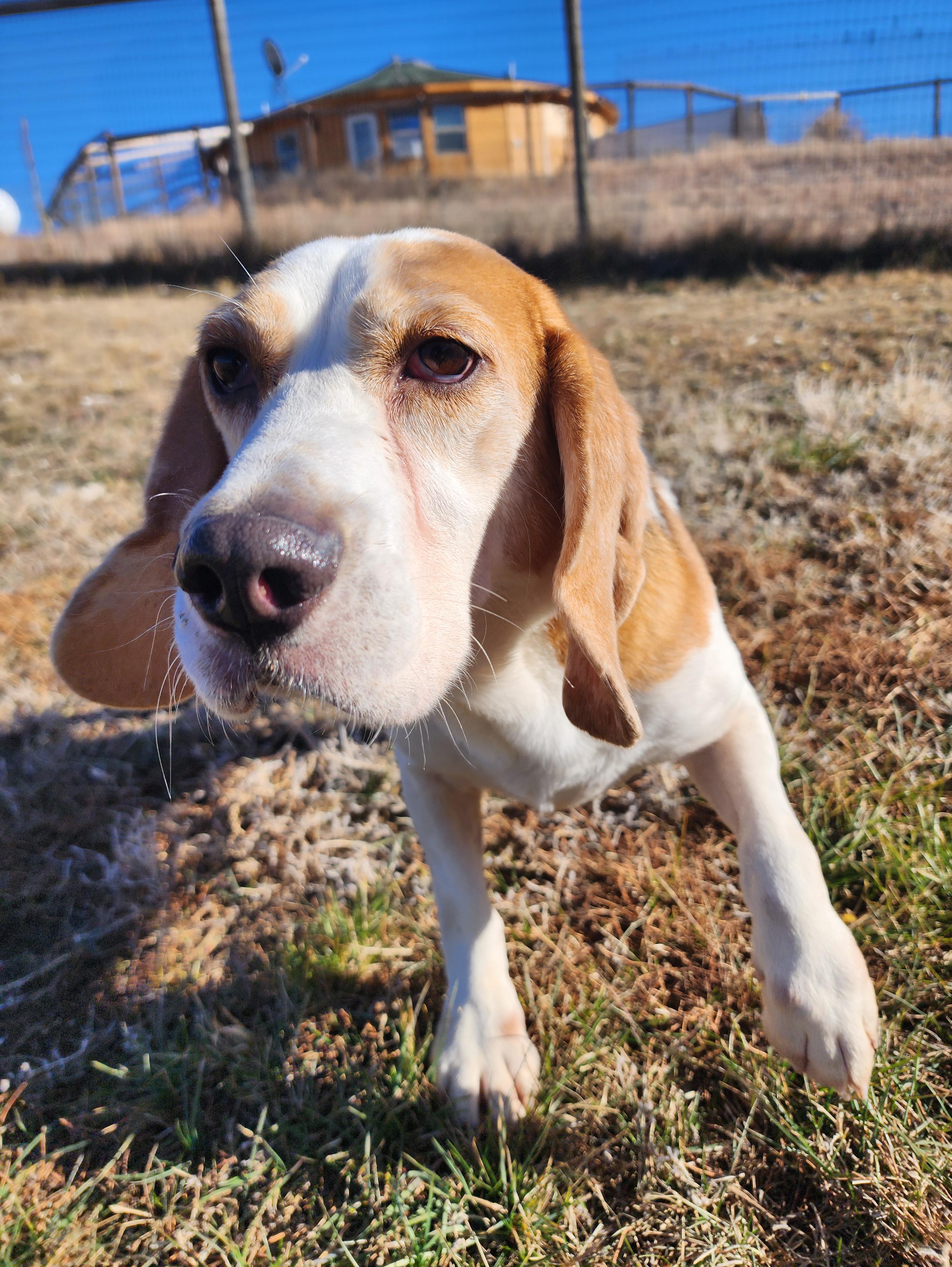Hozier, an adoptable Beagle in Hartville, WY, 82215 | Photo Image 4