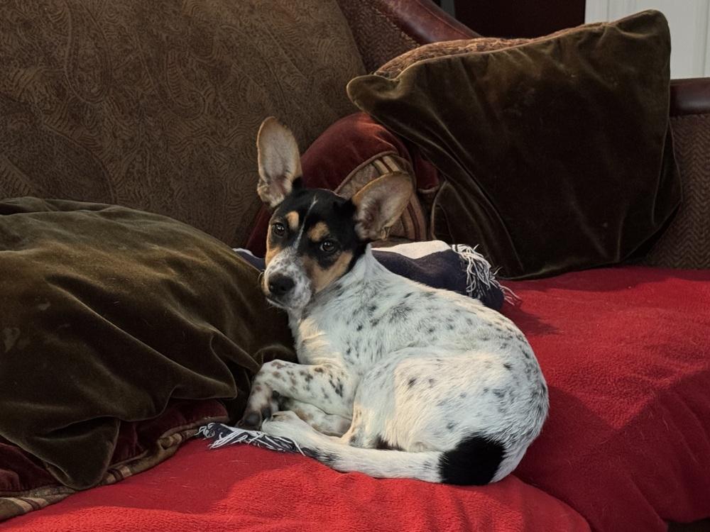 Chloe, a Adoptable mixed breed in Milton, GA image 3/4