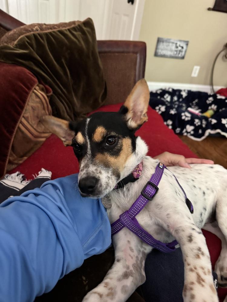 Chloe, a Adoptable mixed breed in Milton, GA image 4/4