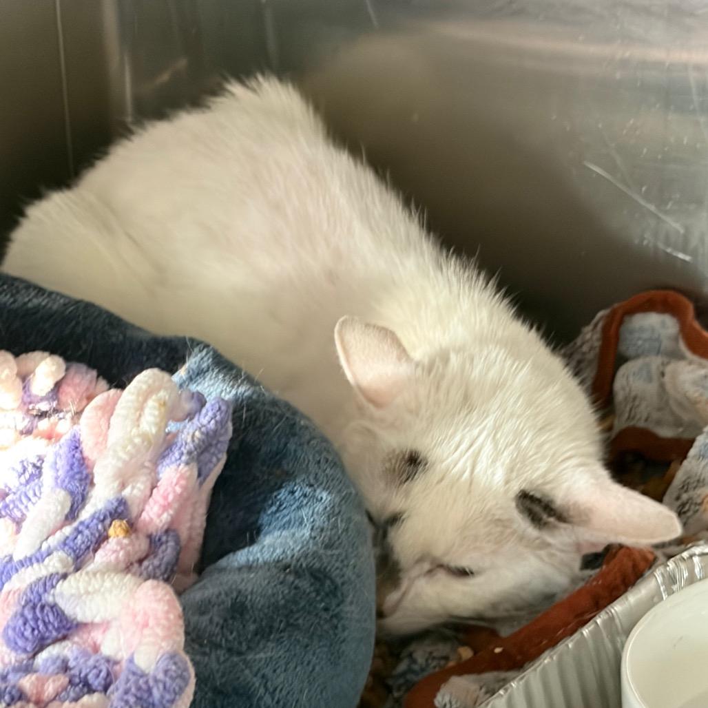 Rosie — thumbnail 2