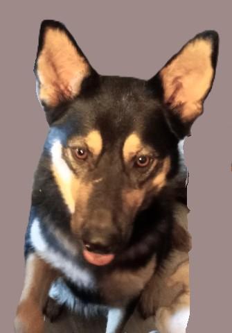 Jordan (19525), Adoptable, Adult Male German Shepherd Dog & Mixed Breed.