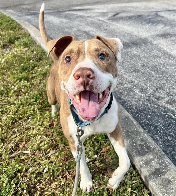 Enlarge DANNY, a Adoptable Mixed Breed in Palmetto, FL image 1/1