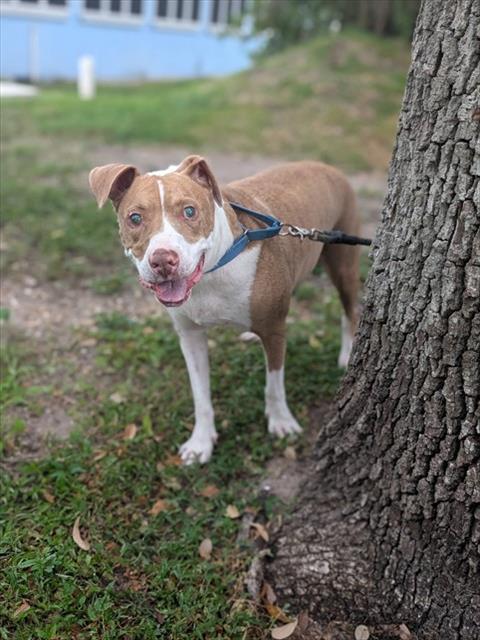 DANNY, Adoptable, Adult Male Mixed Breed.