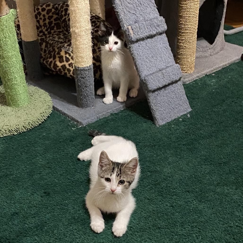 Mario (k2026), Adoptable, Kitten Male Domestic Short Hair.