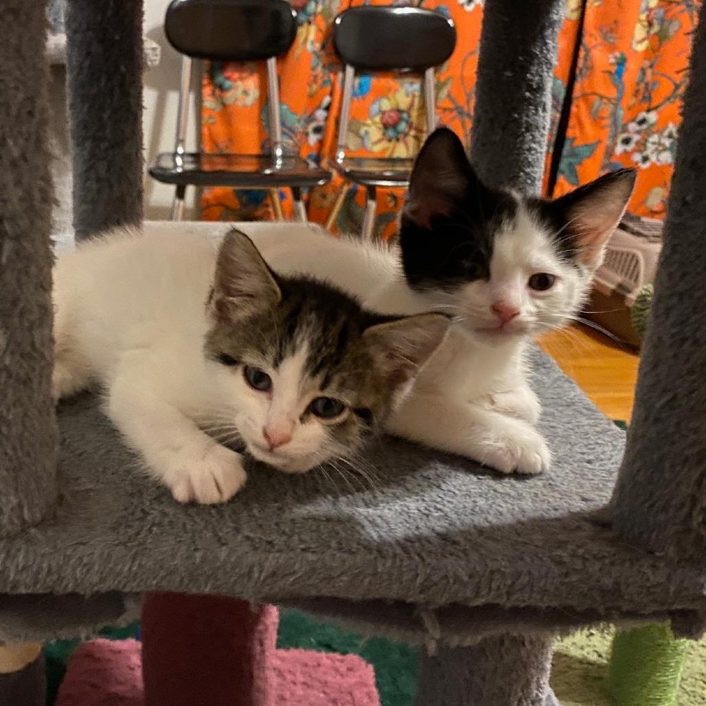 Enlarge Mario (k2026), a Adoptable Domestic Short Hair in Skokie, IL image 2/6