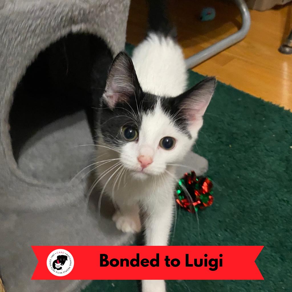 Enlarge Mario (k2026), a Adoptable Domestic Short Hair in Skokie, IL image 3/6