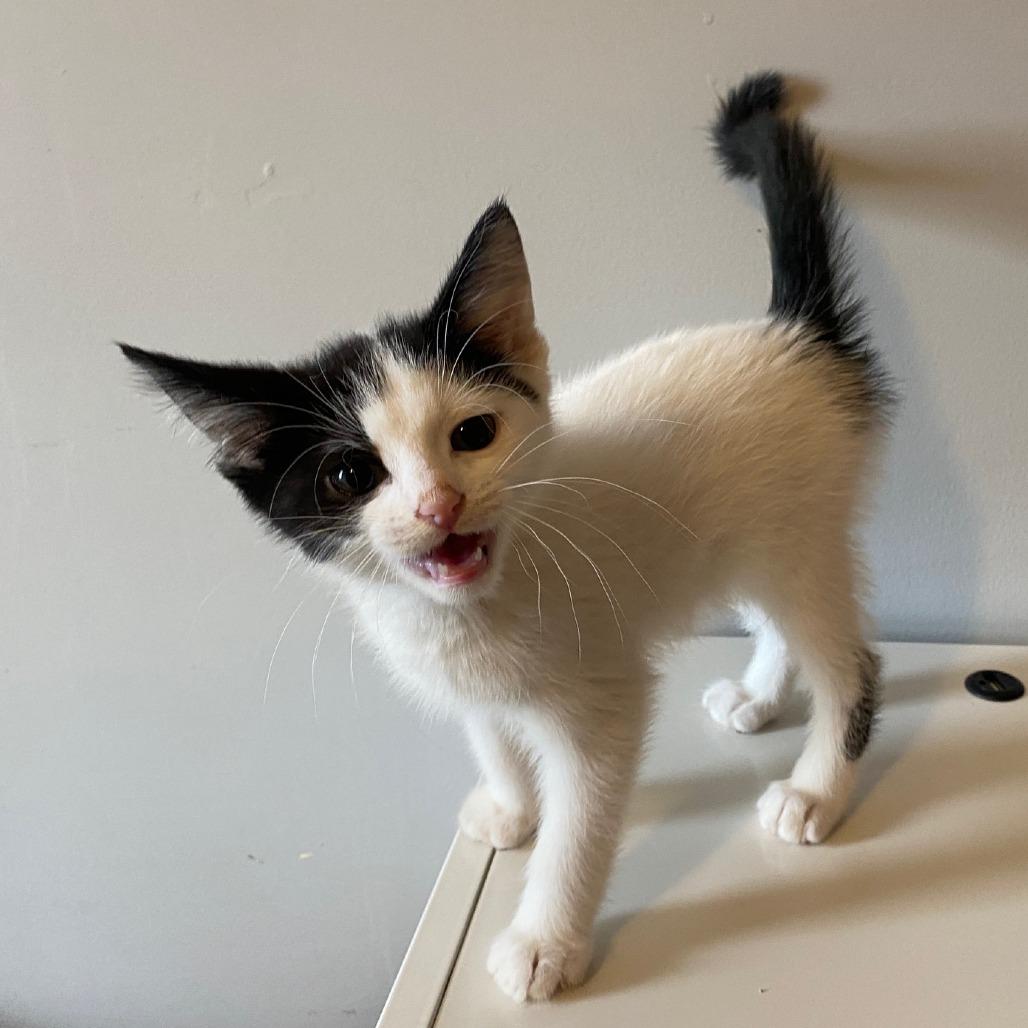 Enlarge Mario (k2026), a Adoptable Domestic Short Hair in Skokie, IL image 5/6