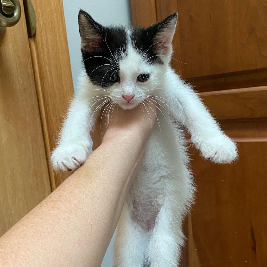 Enlarge Mario (k2026), a Adoptable Domestic Short Hair in Skokie, IL image 6/6