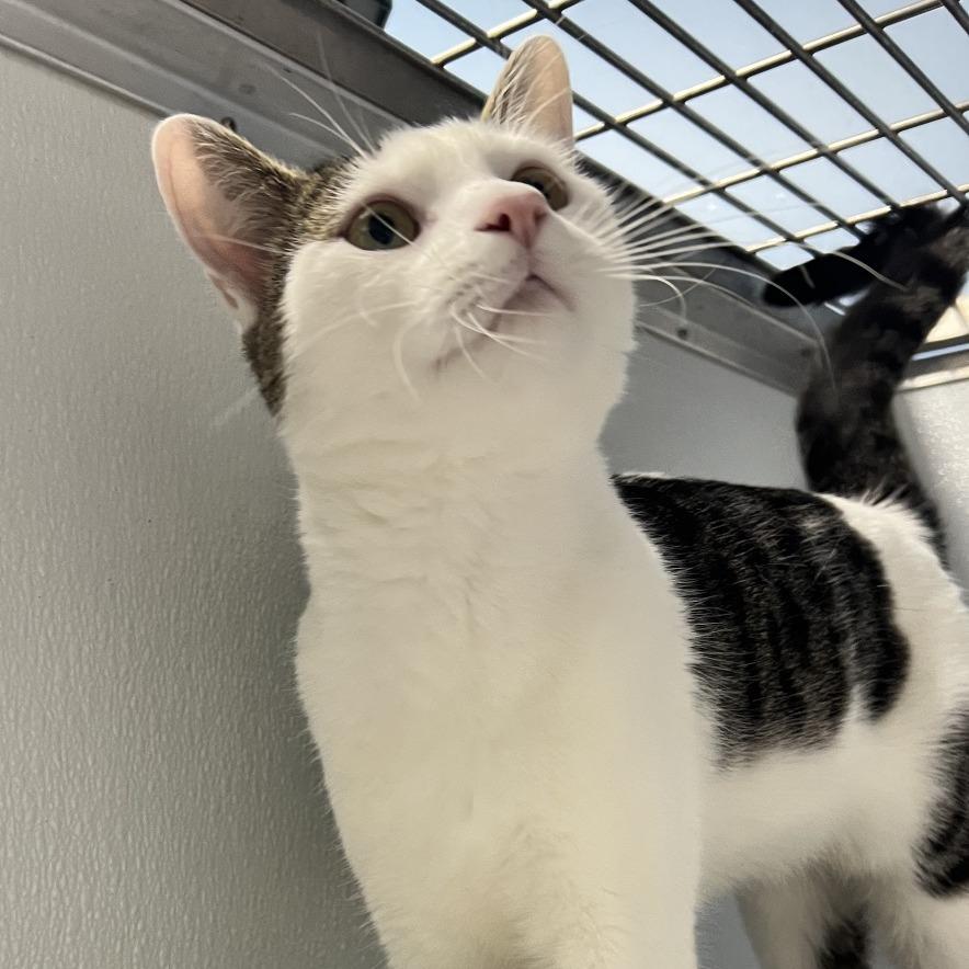Moby, Adoptable, Adult Male Domestic Short Hair.