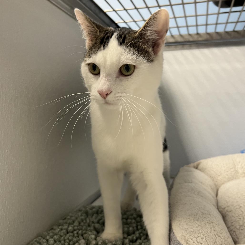 Enlarge Moby, a Adoptable Domestic Short Hair in Oneonta, NY image 2/6