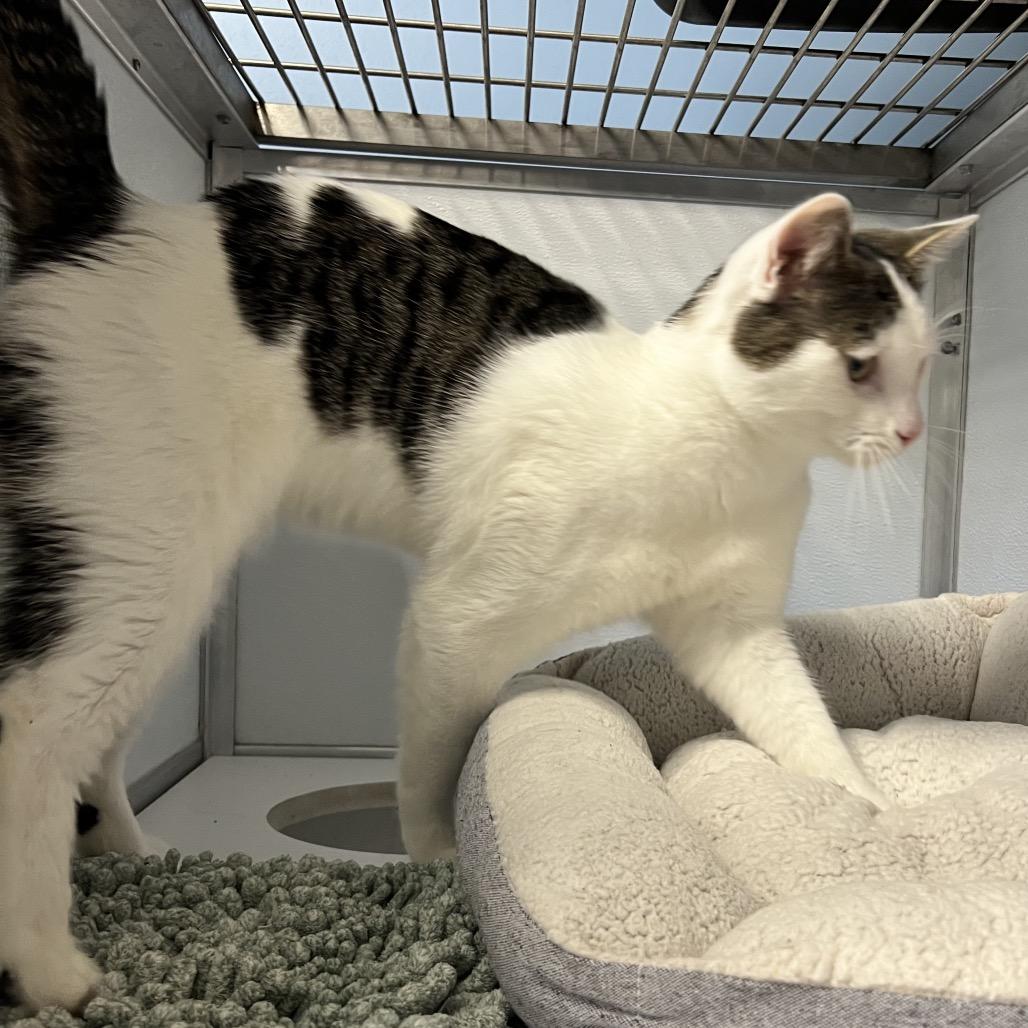 Enlarge Moby, a Adoptable Domestic Short Hair in Oneonta, NY image 3/6