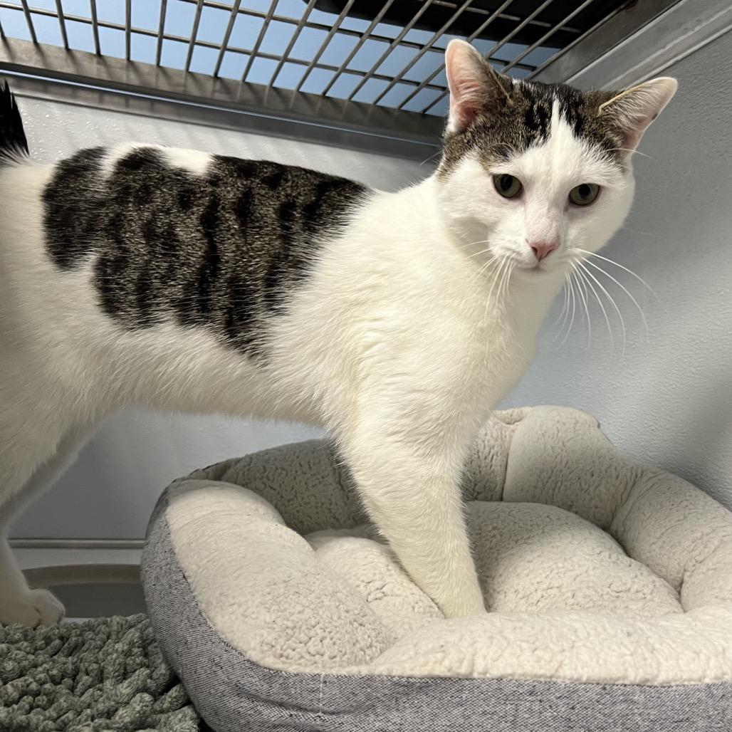 Enlarge Moby, a Adoptable Domestic Short Hair in Oneonta, NY image 4/6
