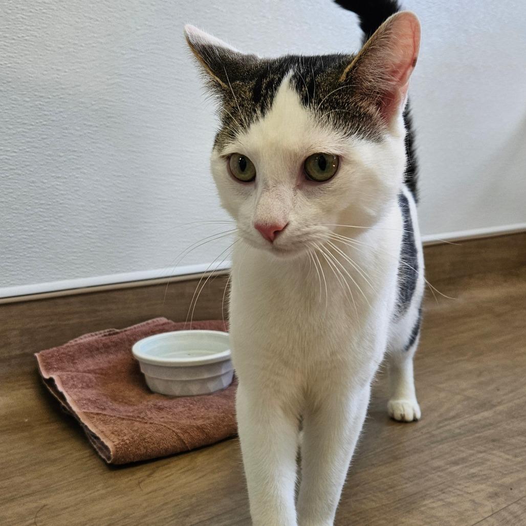 Enlarge Moby, a Adoptable Domestic Short Hair in Oneonta, NY image 5/6