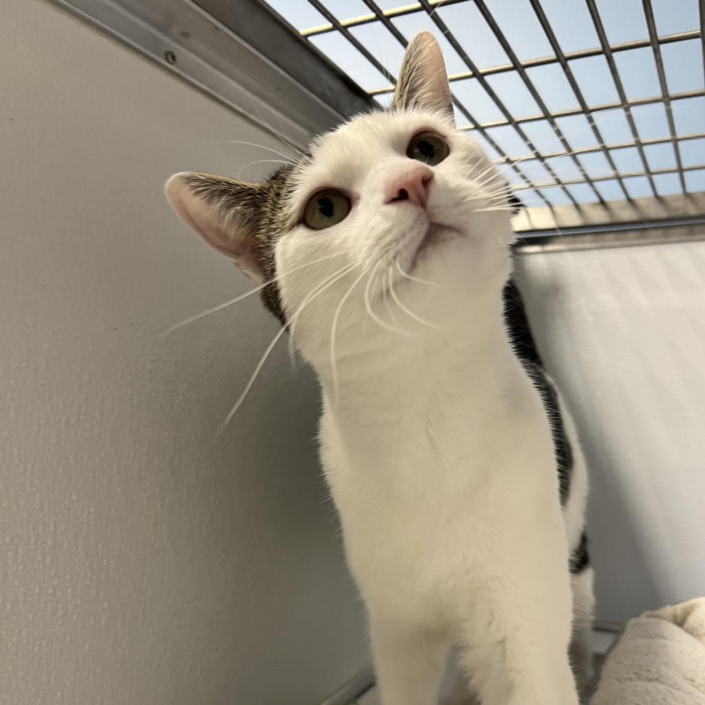 Enlarge Moby, a Adoptable Domestic Short Hair in Oneonta, NY image 6/6