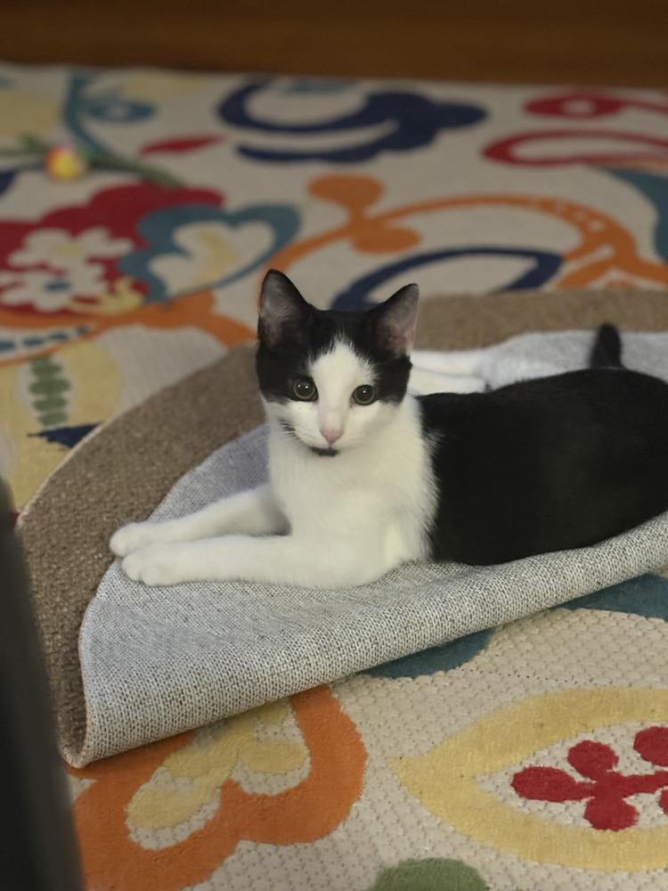 Max, Adoptable, Kitten Male Domestic Short Hair.