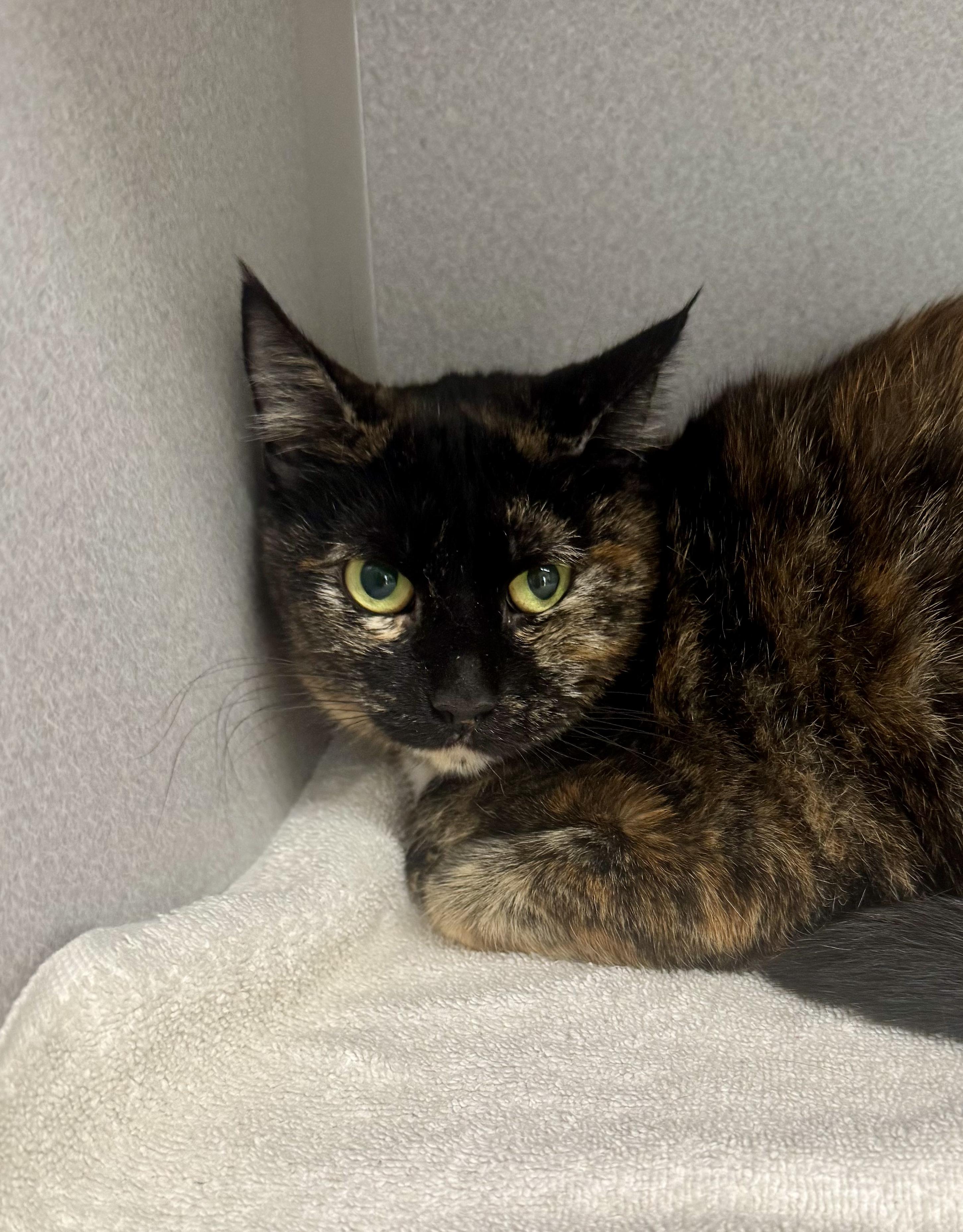 -Scarlett, Adoptable, Young Female Tortoiseshell & Domestic Short Hair.
