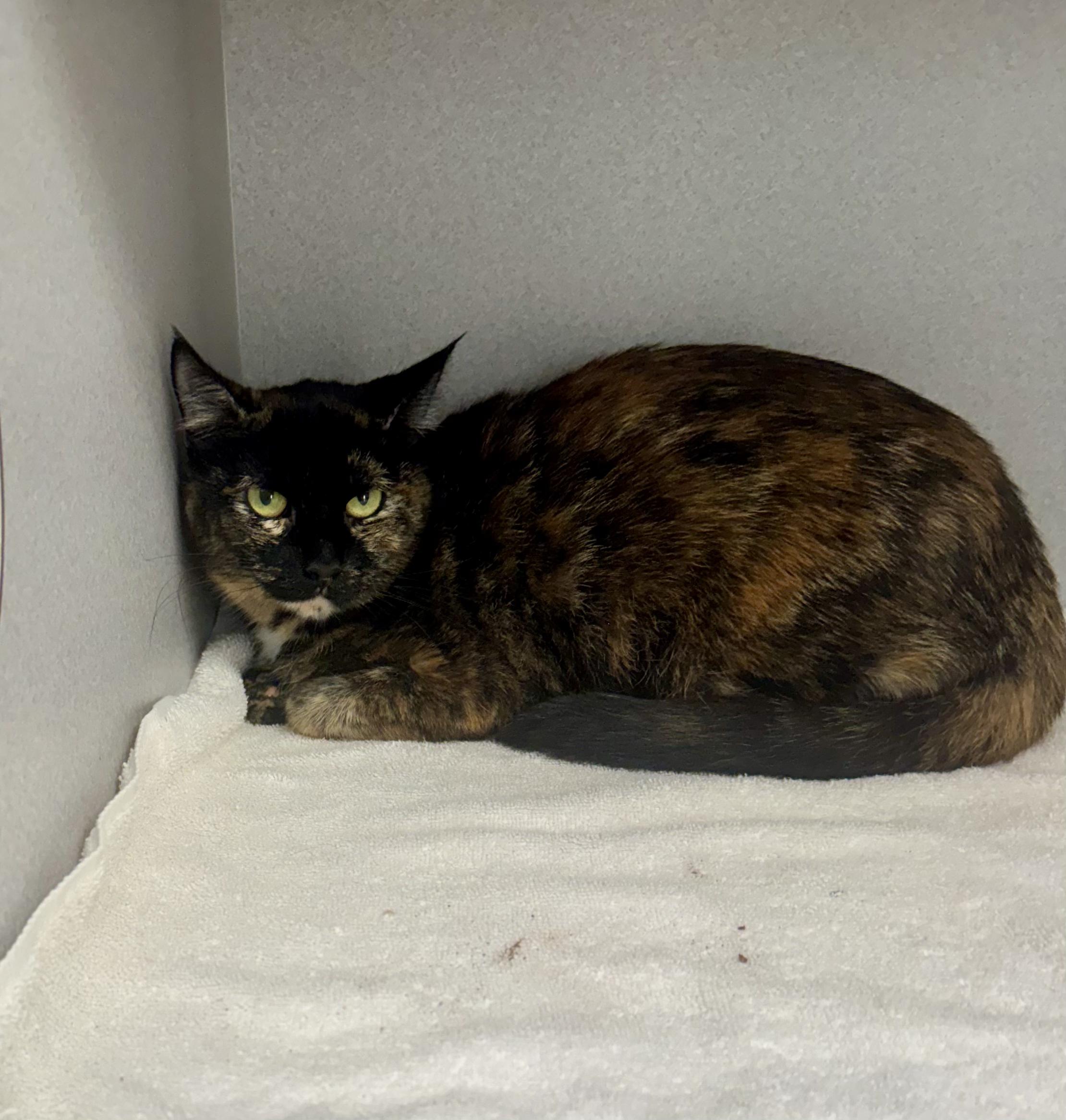 Enlarge -Scarlett, a Adoptable mixed breed in Red Bluff, CA image 4/5