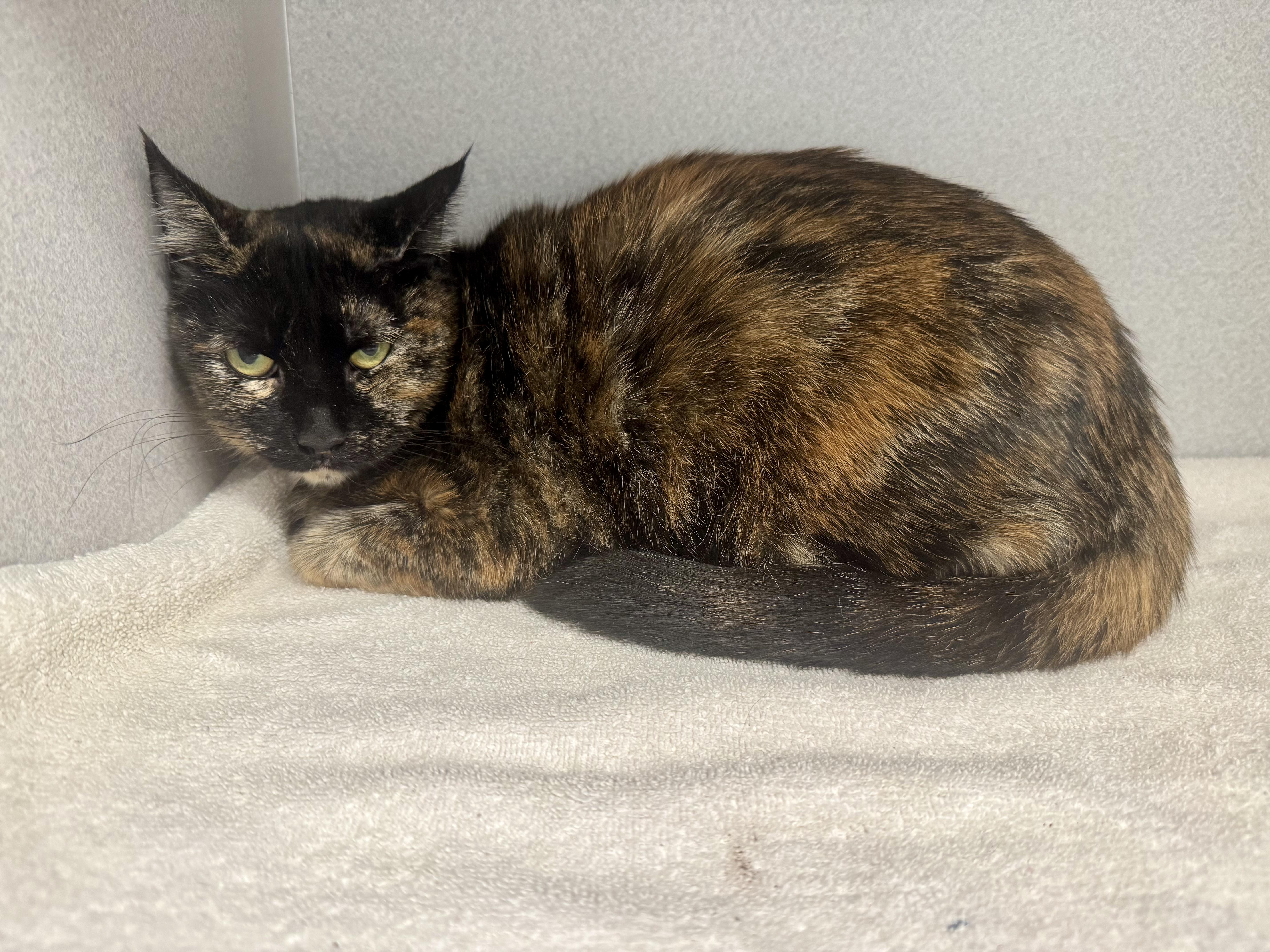 Enlarge -Scarlett, a Adoptable mixed breed in Red Bluff, CA image 2/5