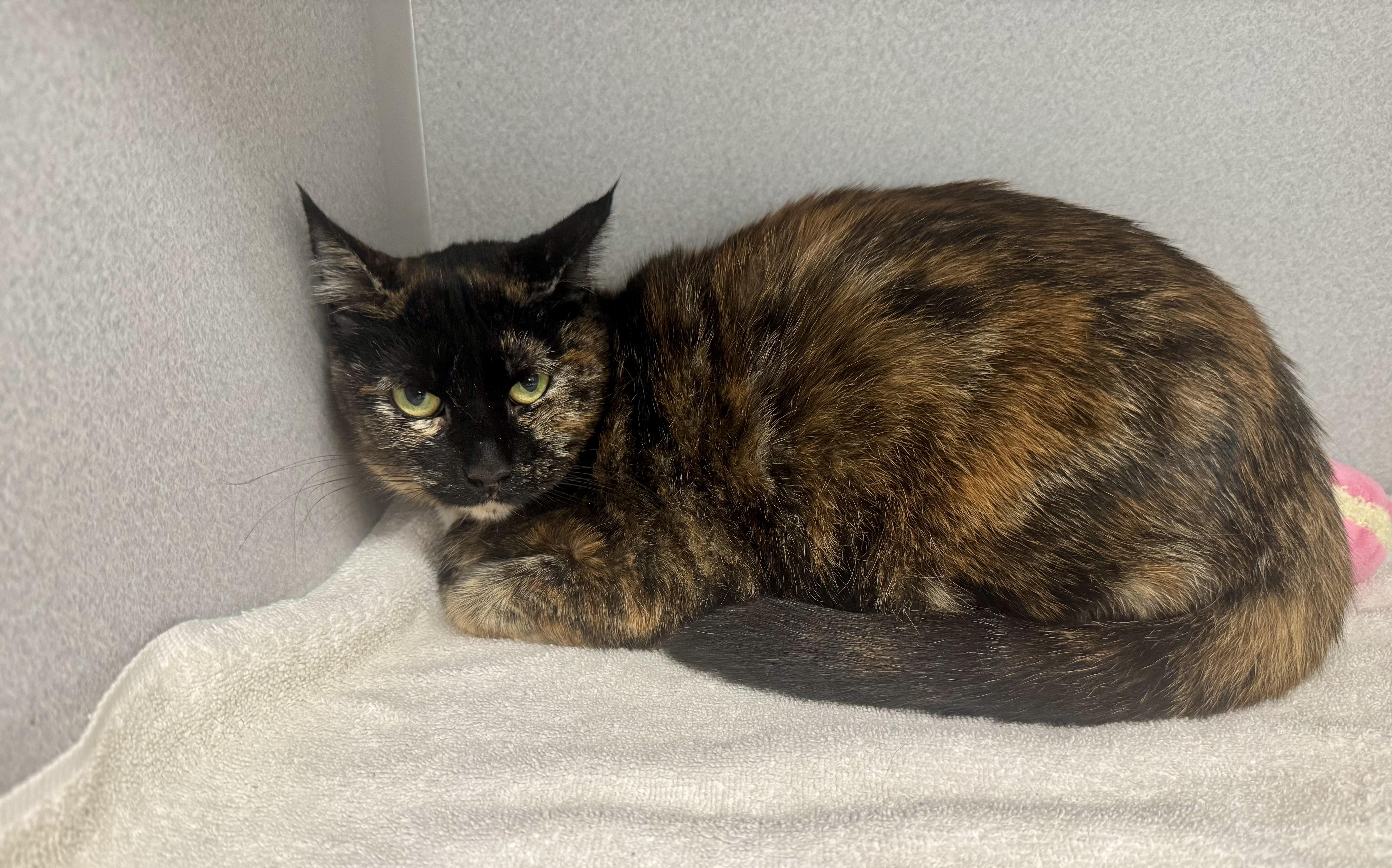 Enlarge -Scarlett, a Adoptable mixed breed in Red Bluff, CA image 3/5