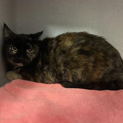 Enlarge -Scarlett, a Adoptable mixed breed in Red Bluff, CA image 5/5