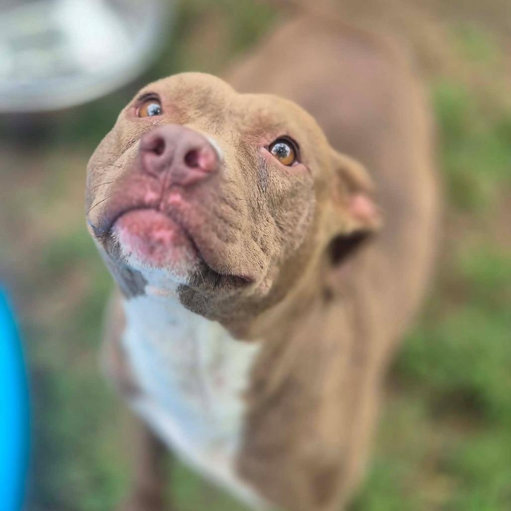 Arabella, Adoptable, Adult Female Pit Bull Terrier.
